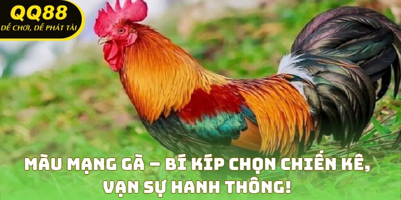 Màu Mạng Gà